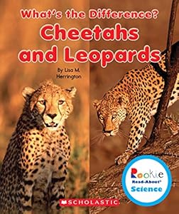 Cheetahs and Leopards