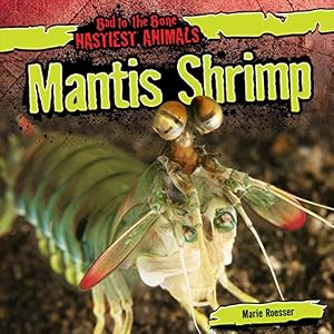 Mantis Shrimp