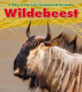 Wildebeest