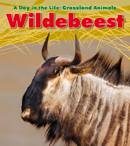Wildebeest by Louise Spilsbury