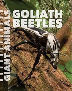 Goliath Beetles