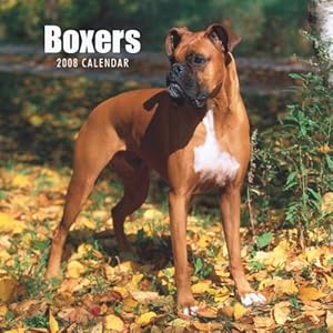 Boxers (International) 2008 Square Wall Calendar (German, French, Spanish and English Edition)