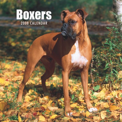 Boxers (International) 2008 Square Wall Calendar (German, French, Spanish and English Edition) by BrownTrout Publishers