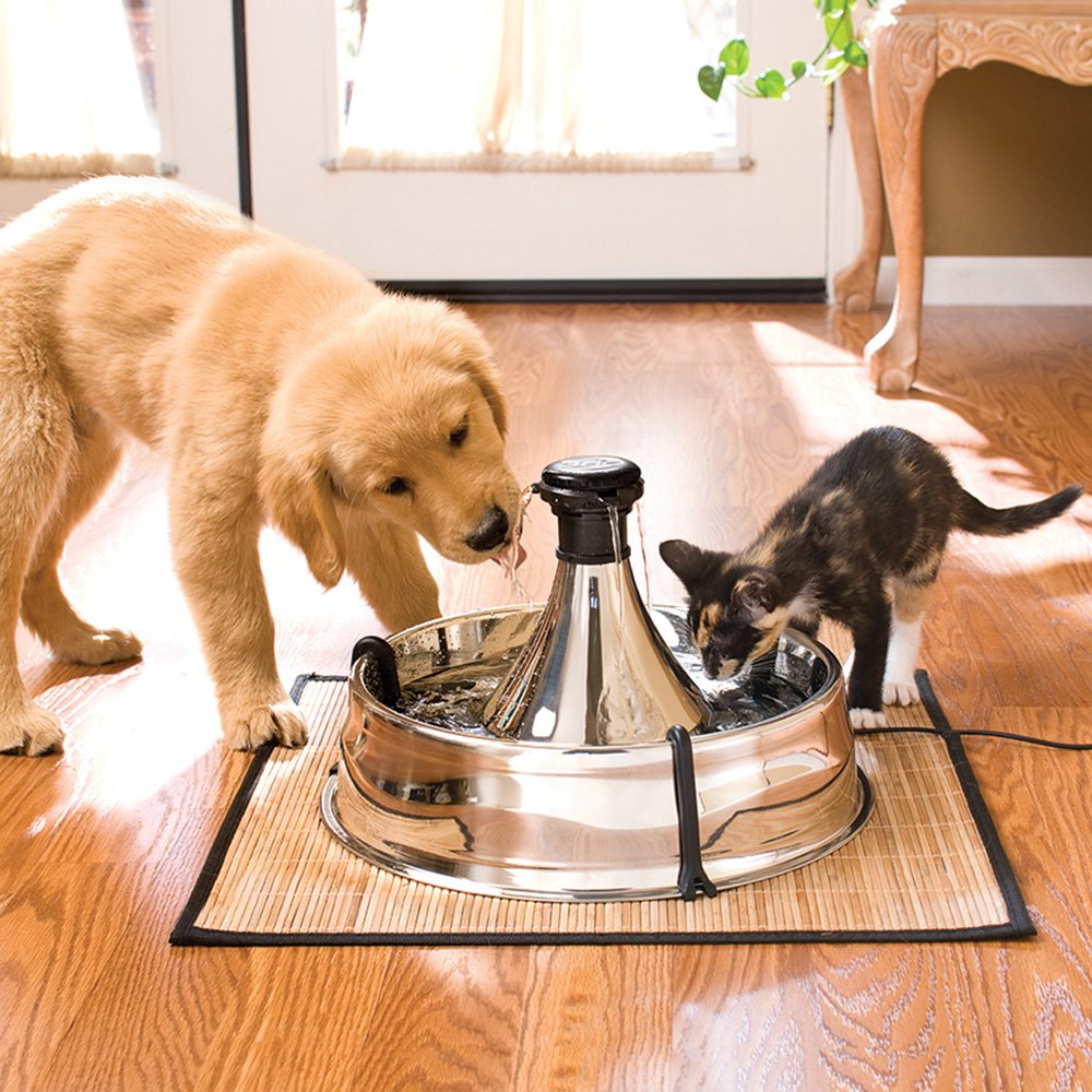Best Pet Water Fountain