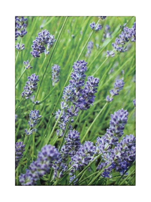 Lavender Blue Classic Notecards by CICO Books