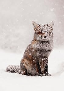 Snow Fox Boxed Holiday Half Notecards