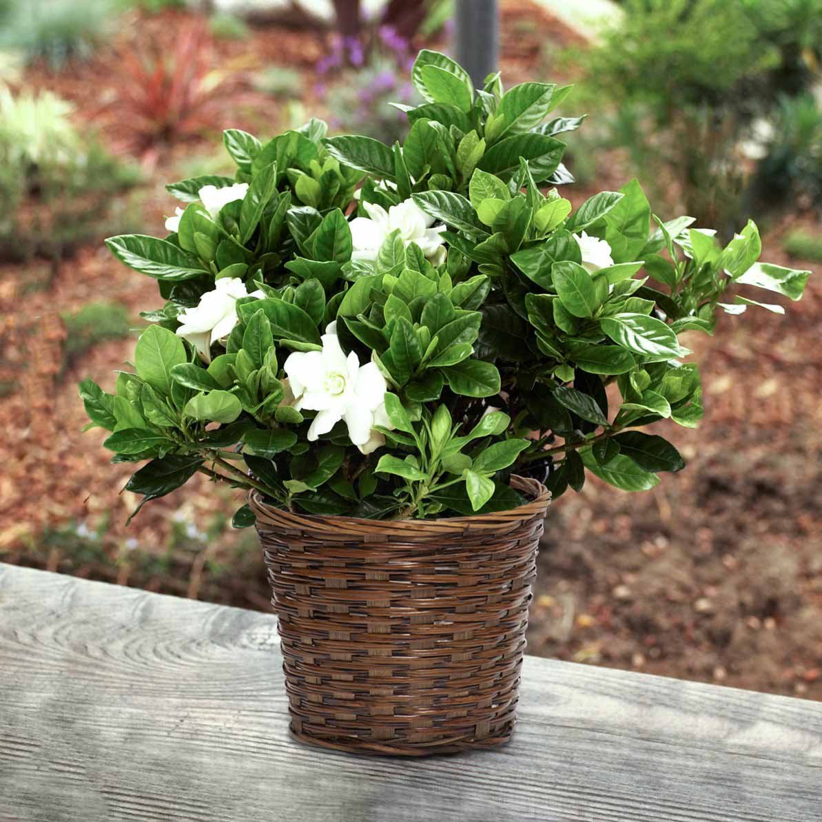 Flowering Plants - Gardenia