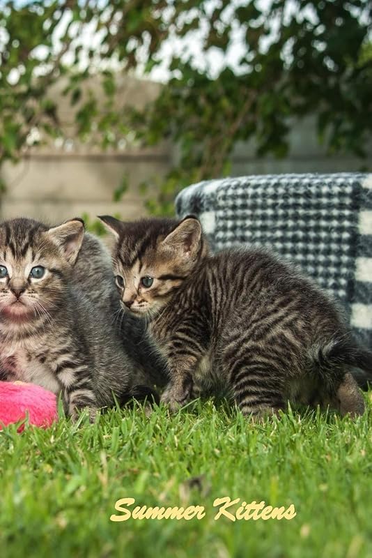 Summer Kittens: 120 Page Softcover, Has Lined Pages With Various Cat Pictures or With Cat Border, College Rule Composition (6” x 9 “) Grey Striped Kittens by Purple Phoenix Publishing