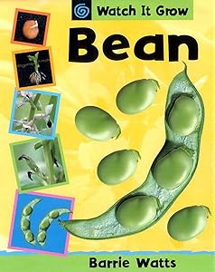 Bean