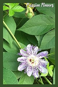 Passion Flowers: Passion Flowers Sketch book 200 blank pages by Cindy TheGlorySite