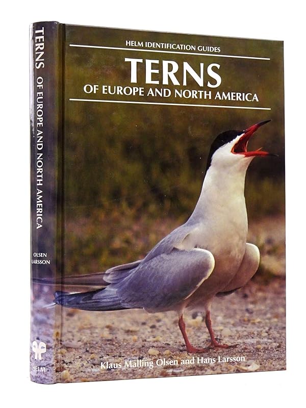 Terns by Klaus Malling Olsen