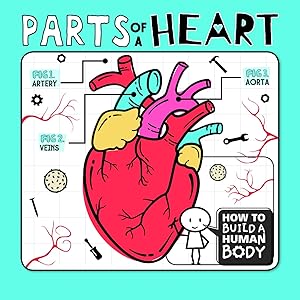 Parts of a Heart (How to Build a Human Body)
