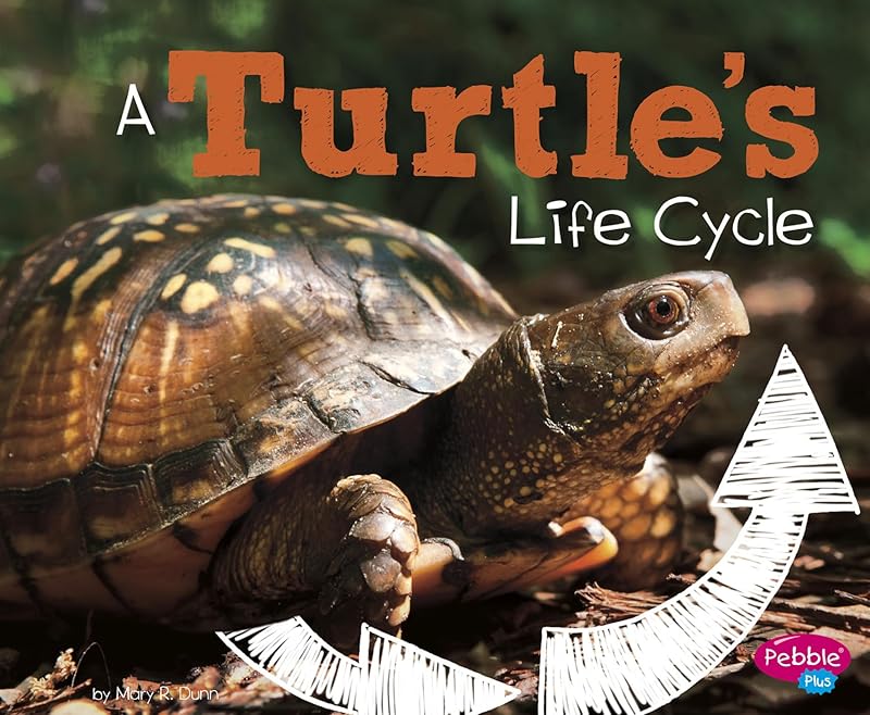 A Turtle's Life Cycle (Explore Life Cycles) by Mary R. Dunn