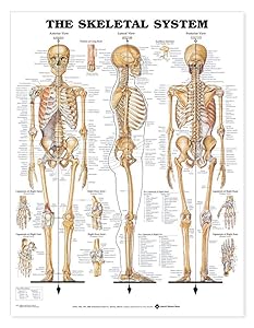 The Skeletal System Giant Chart by Anatomical Chart Company