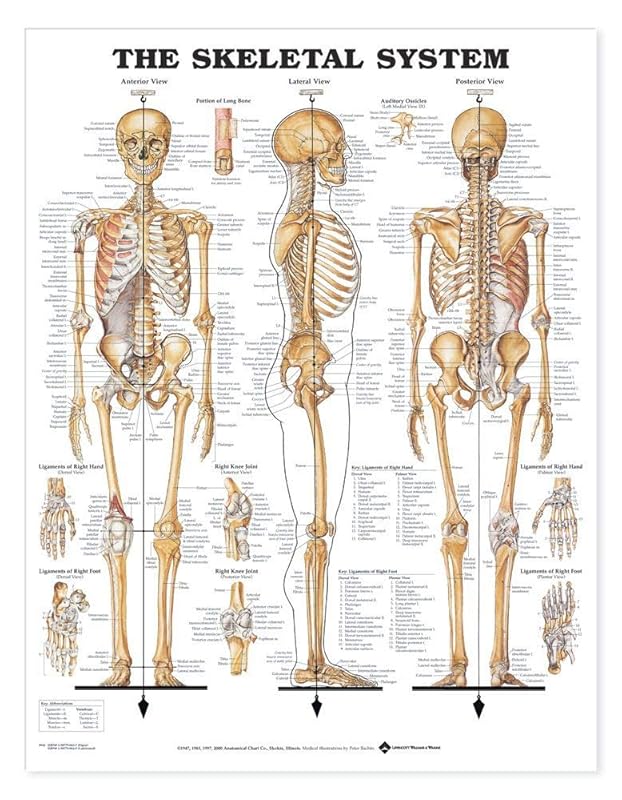 The Skeletal System Giant Chart by Anatomical Chart Company