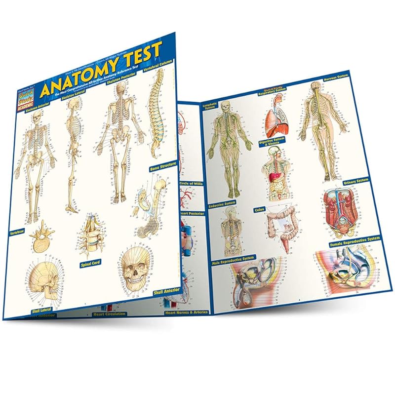 Anatomy Test by Inc. BarCharts