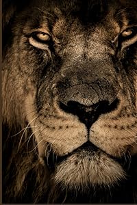 Lion by Deborah Hill