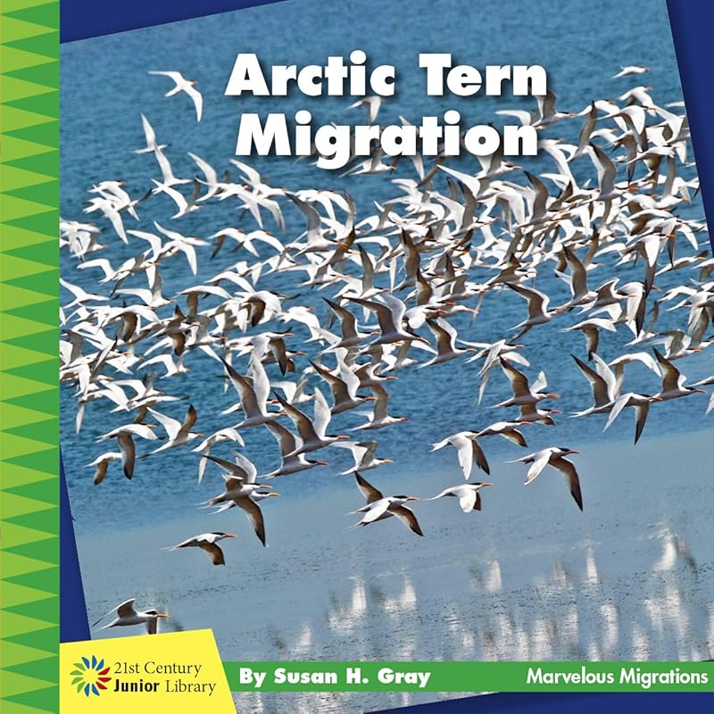 Arctic Tern Migration (21st Century Junior Library: Marvelous Migrations) by Susan Heinrichs Gray