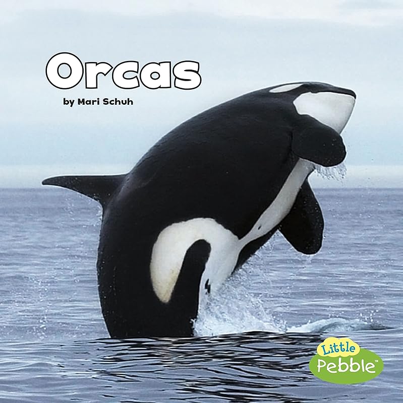 Orcas (Black and White Animals) by Mari Schuh