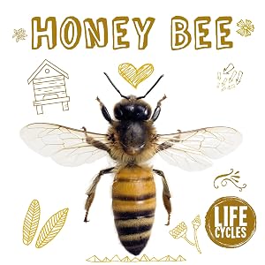 Honey Bee (Life Cycles)