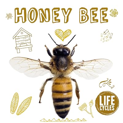 Honey Bee (Life Cycles)
