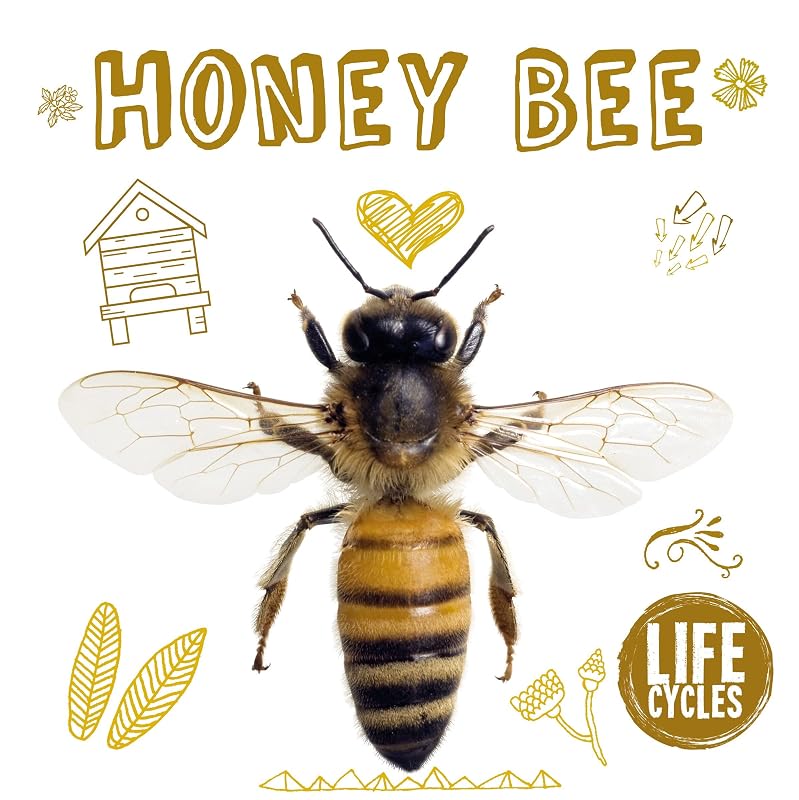 Honey Bee (Life Cycles) by Grace Jones