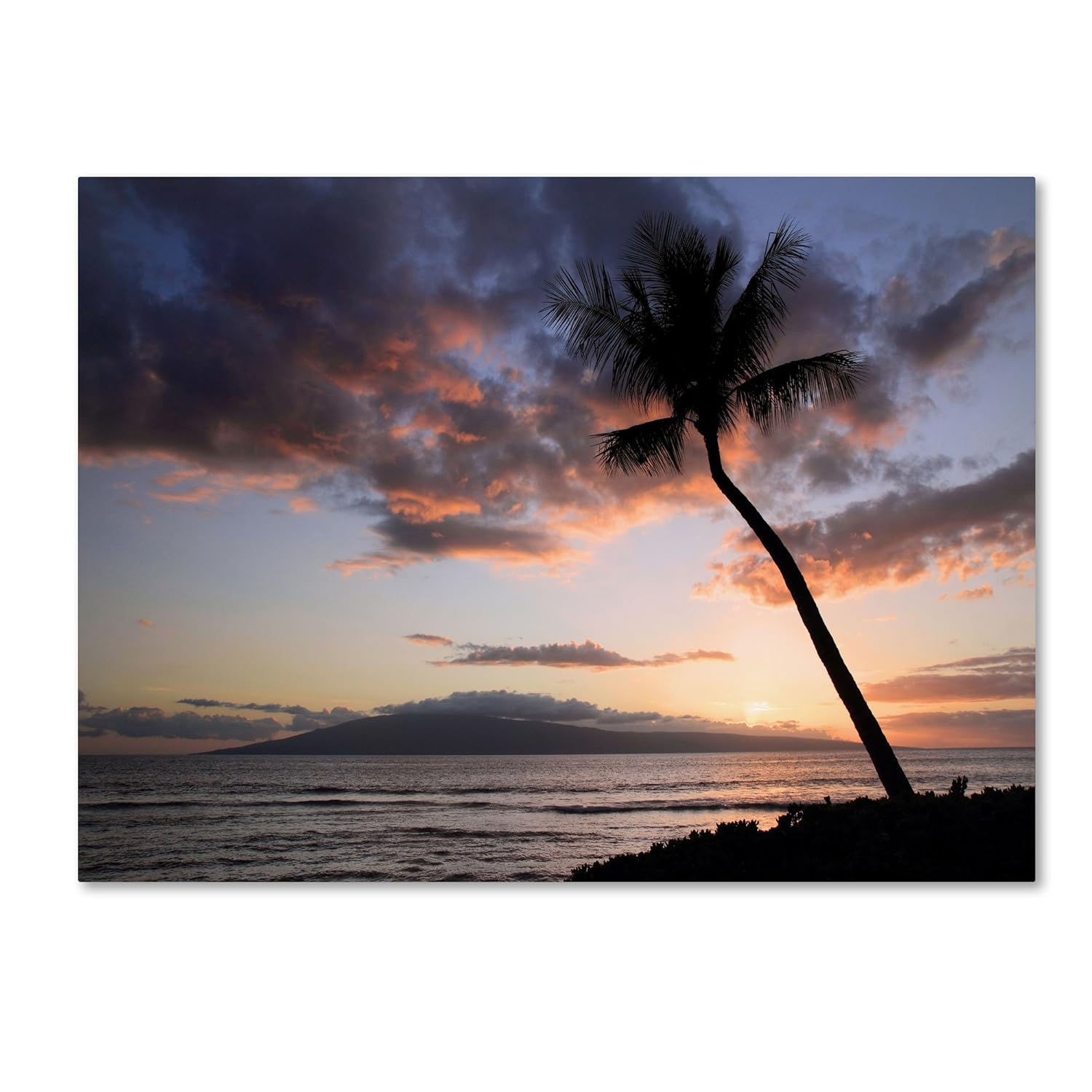 

Trademark Fine Art Palm Tree Maui by Pierre Leclerc Canvas Wall Artwork