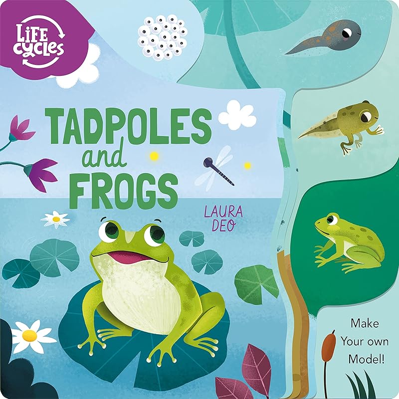 Tadpoles and Frogs: Make Your Own Model! (Life Cycles) by Annabel Savery