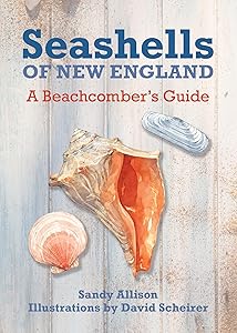 Seashells of New England: A Beachcomber's Guide by Sandy Allison