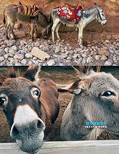 Donkey Sketch Book: Practice Painting, Drawing, writing, Sketching or Creative Doodling.