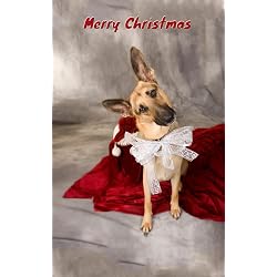 Christmas German Shepherd Greeting Card 10 Pack