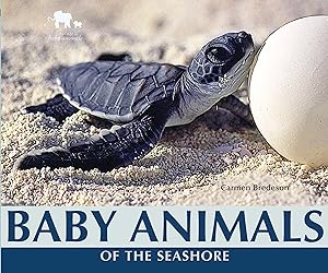 Baby Animals of the Seashore (Nature's Baby Animals)
