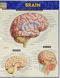 Brain (Quick Study Academic)