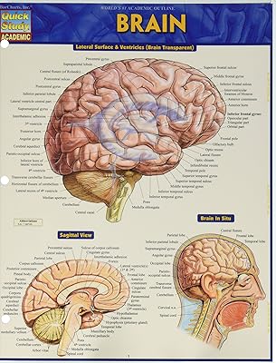 Brain (Quick Study Academic)