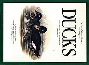 Ducks by John James Audubon