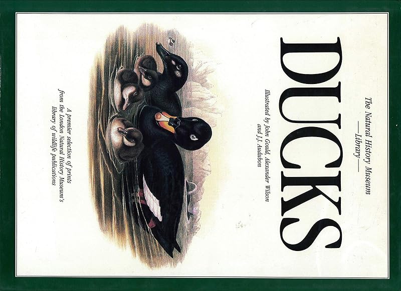 Ducks by John James Audubon