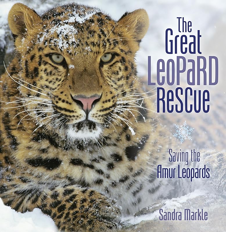 The Great Leopard Rescue: Saving the Amur Leopards (Sandra Markle's Science Discoveries) by Sandra Markle