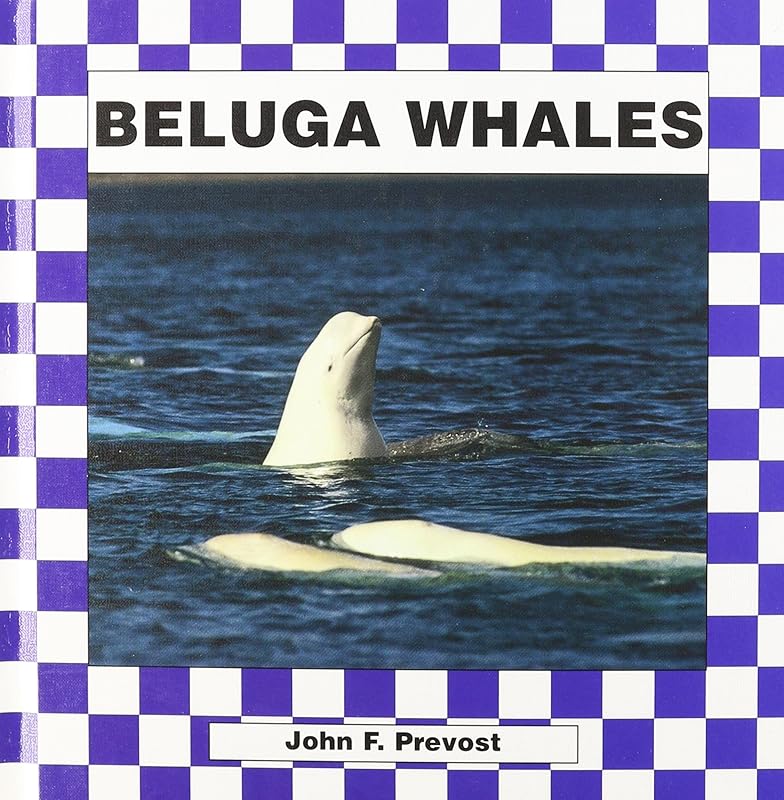 Beluga Whales by John F. Prevost