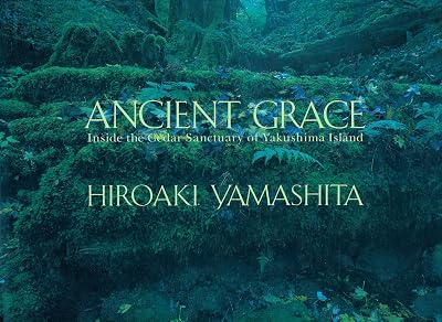 Ancient Grace: Inside the Cedar Sanctuary of Yakushima Island