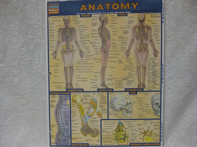 Anatomy (Quickstudy Reference Guides - Academic) by Inc. BarCharts