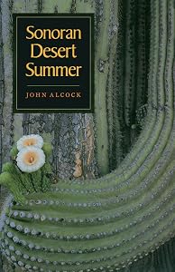 Sonoran Desert Summer