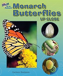 Monarch Butterflies Up Close (Zoom in on Animals!)