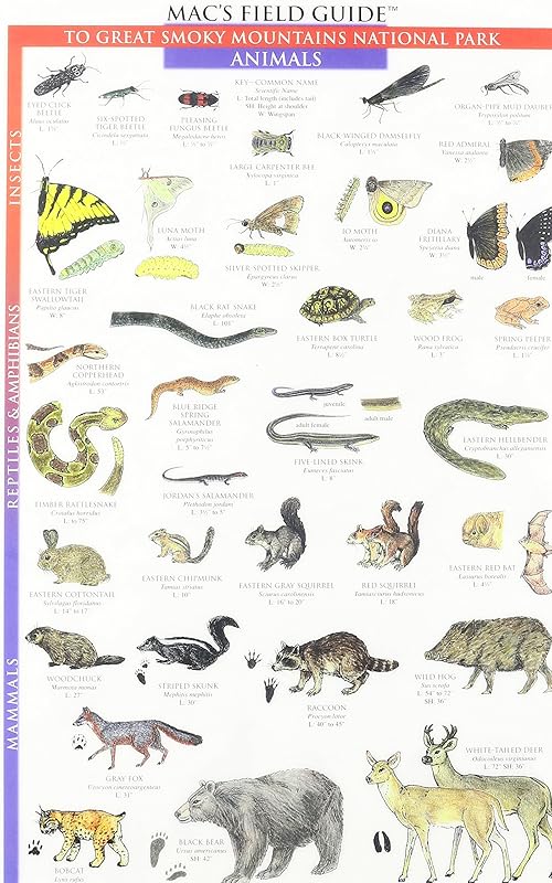 Mac's Field Guides: Great Smoky Mountains National Park Animals by Craig MacGowan