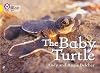 The Baby Turtles
