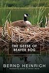 The Geese of Beaver Bog