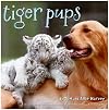 Tiger Pups