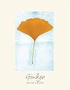 Ginkgo: The Tree That Time Forgot