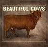 Beautiful Cows