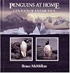 Penguins at Home: Gentoos of Antarctica