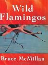 Wild Flamingos